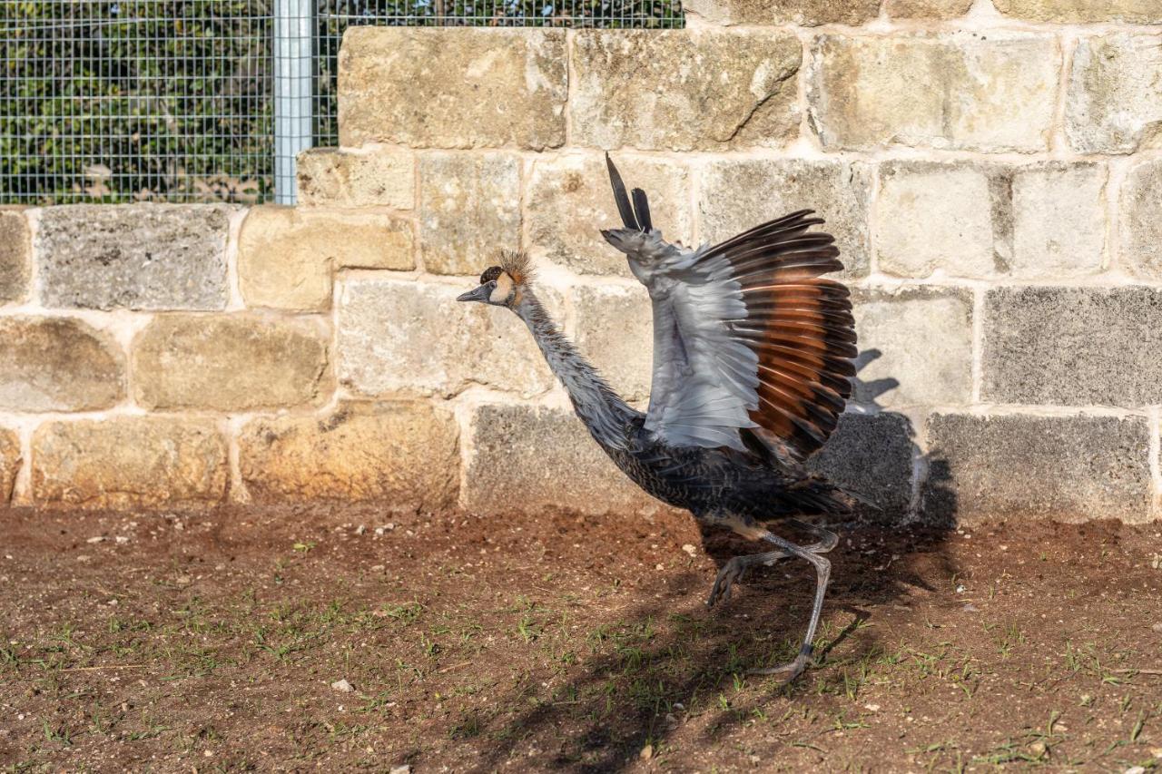 מלון מלנדוניו Relais Borgo Segine מראה חיצוני תמונה